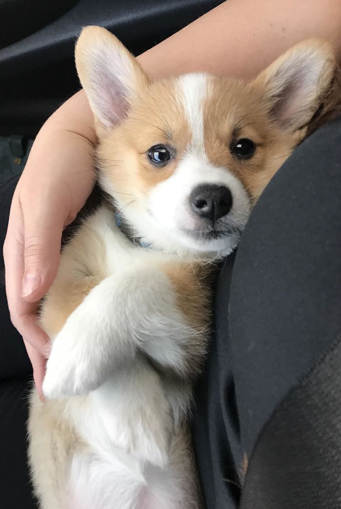 Corgi At First Sight. Our First Meeting With Our New Family Member