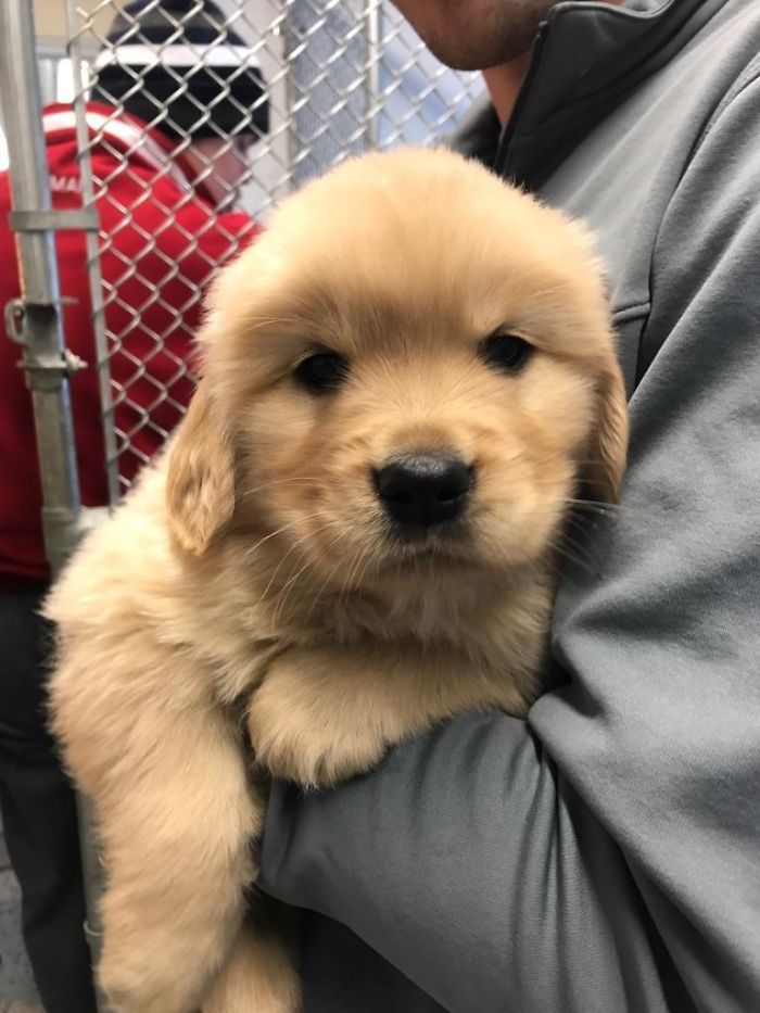 This Is Rollie, The Singleton Golden Pup, Meeting His Mommy And Daddy For The First Time