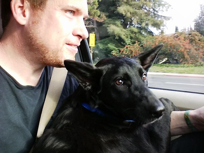 All 46lbs (21kg) Wanted To Sit On My Lap On The Way Home From Being Adopted. I Love My New Best Friend