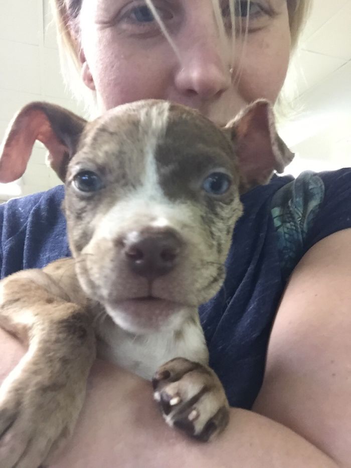My Wife Just Texted Me This From The Shelter. Looks Like We're Adopting A Puppy