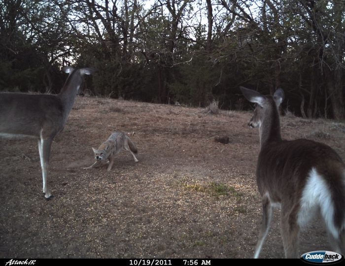 Cool Pic From My Brothers Deer Cam