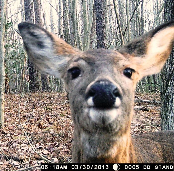 My Friend Put Up A Motion Activated Game Camera In The Woods, Captured This Curious Deer