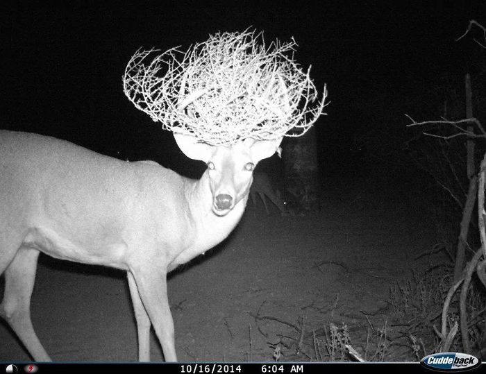 My Buddy's Motion Sensor Camera Captured This Stylish Deer