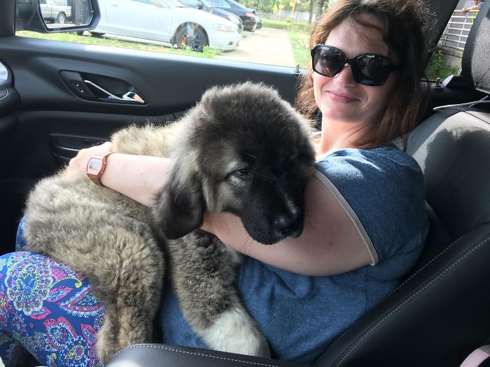 My Wife Bringing Our New Pupper Home