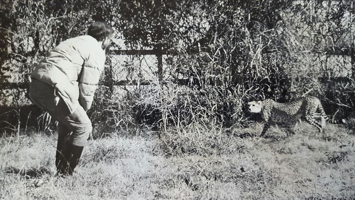 My Dad Squaring Off With A Cheetah, 1979
