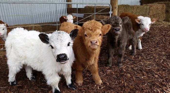 a group of baby calves 