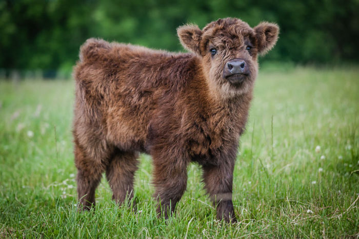 Cute-Baby-Highland-Cattle-Calves