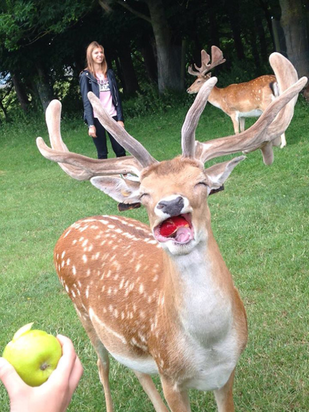 Happy Deer Eating An Apple