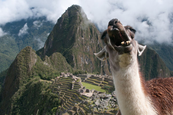 The Llama Of Machu Picchu