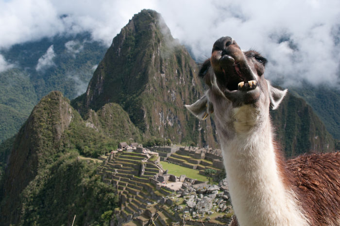 La llama de Machu Picchu
