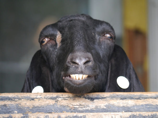 One Unphotogenic Goat Right Here