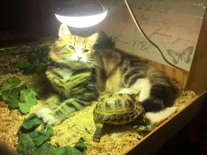 Ha echado a la tortuga de su propia lámpara calorífica