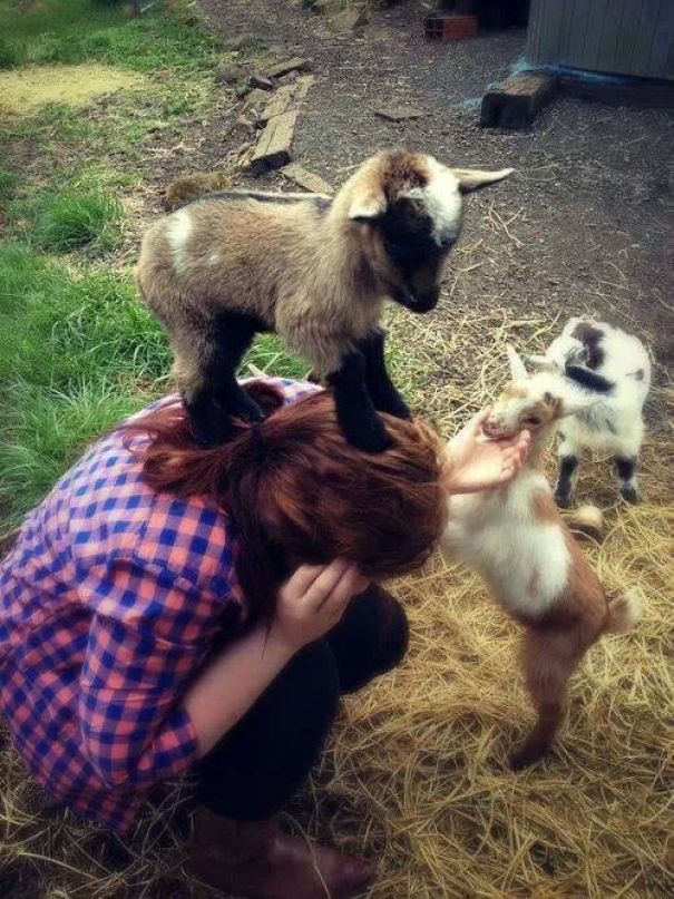 Baby Goats Doing What Baby Goats Do. Be Adorable