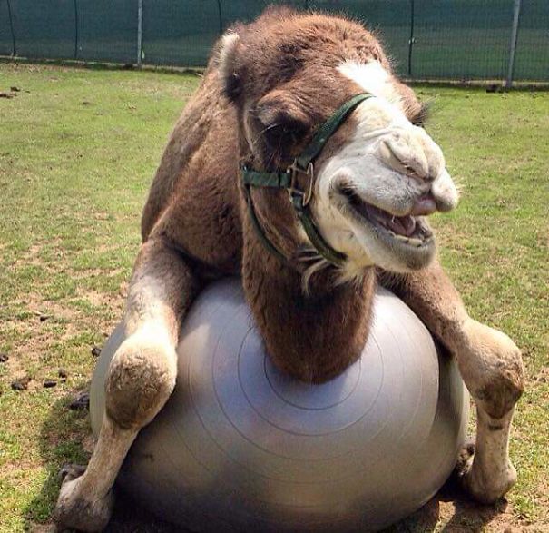 Camels Are Inherently Derpy, But This Guy Bouncing Is Extra