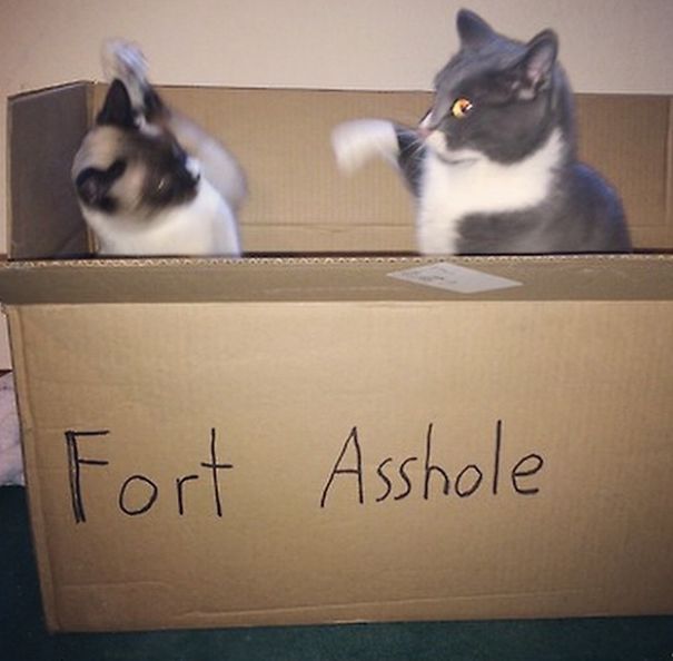 Nothing Like A Cat Fight In Fort Asshole