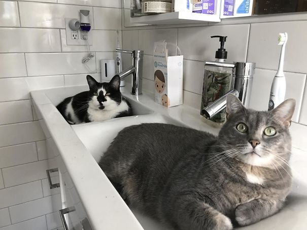 Spent $6K Remodeling The Bathroom Glad These Jerks Are Comfortable