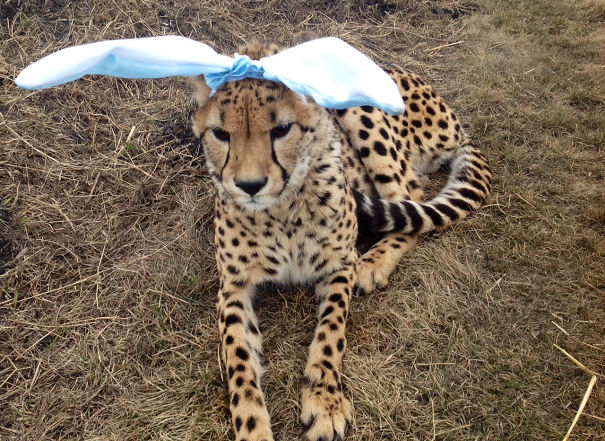 My Uncle Is One Of The Few People In Canada To Privately Own Cheetahs. He Tried To Give One Some Easter Spirit. She Doesn't Look Impressed