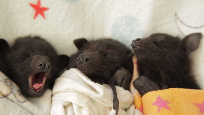 Tiny Baby Bats