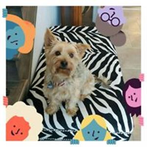 lina_cellucci avatar