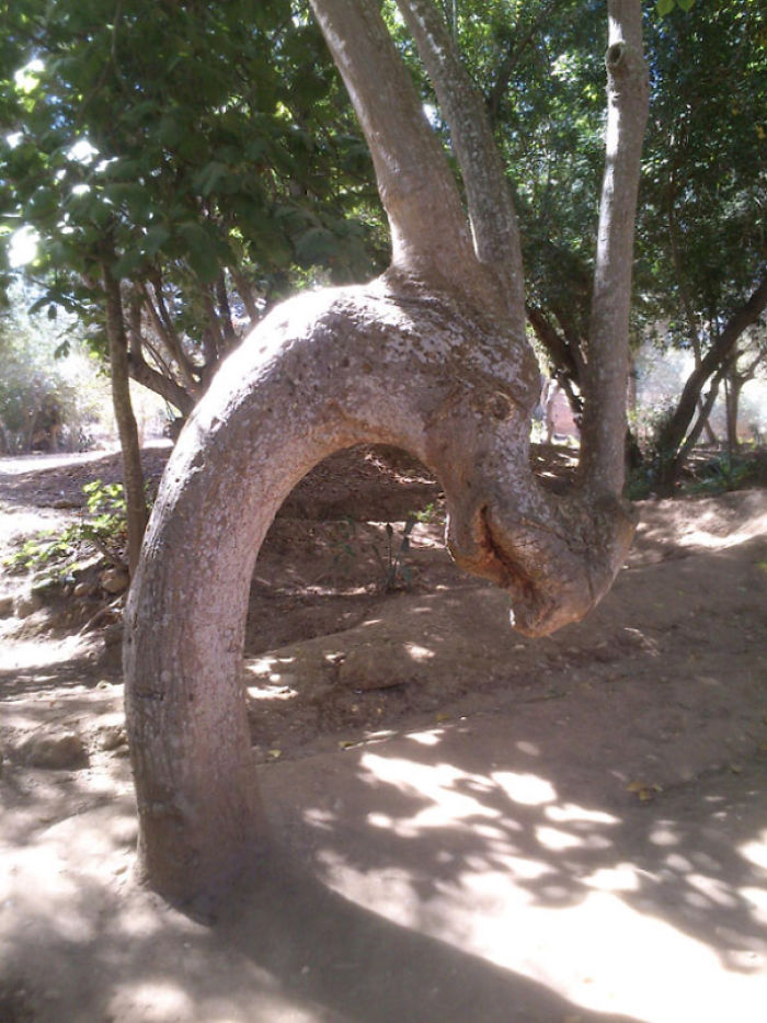 Found A Tree That Looks Like A Dragon
