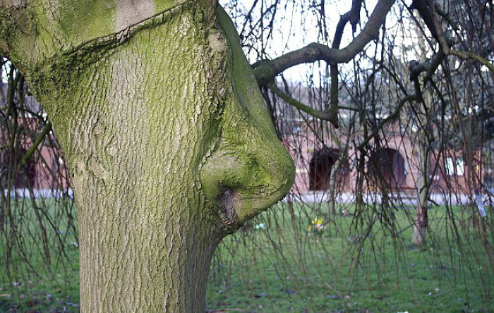 This Tree Looks Like It Has A Nose