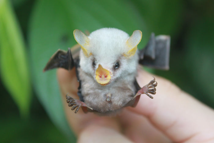 Honduran White Bat Baby