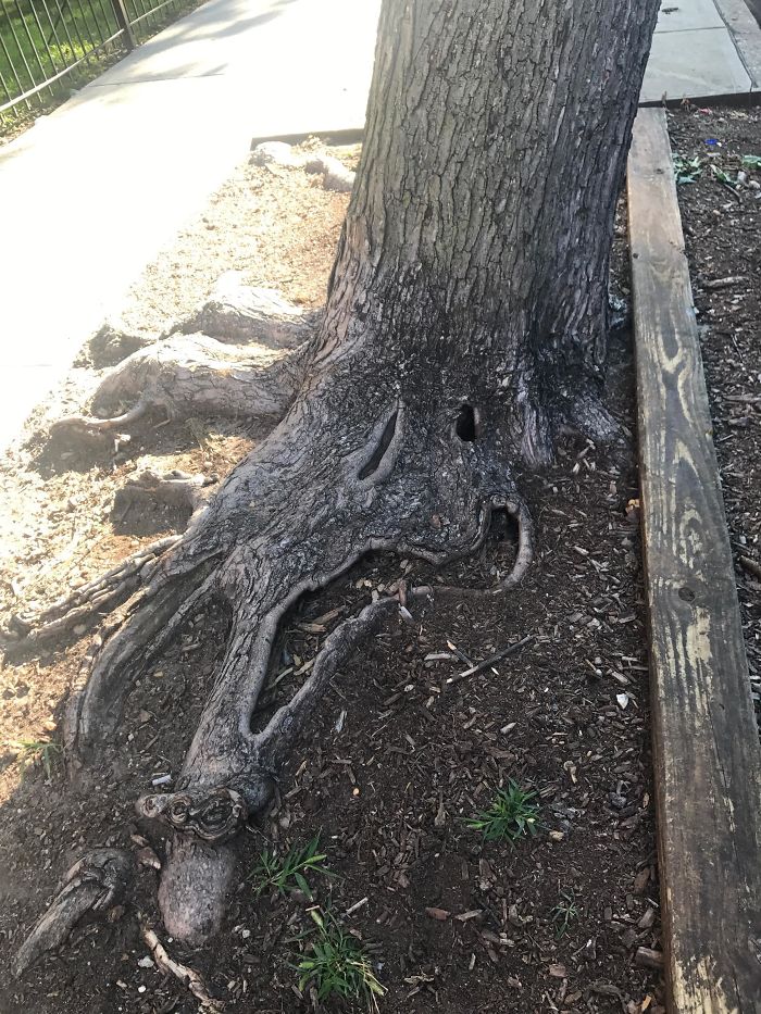 This Tree Knows Another Dog Is On The Way