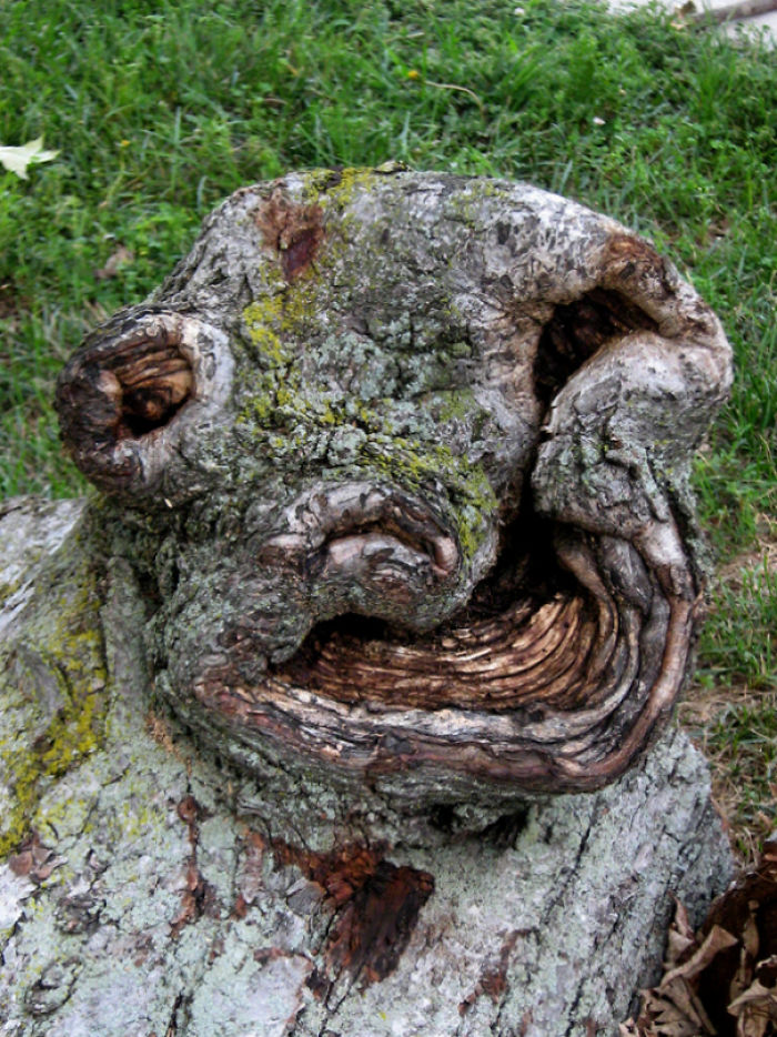 Tree Smile