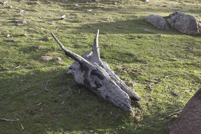 A Tree Stump That Looks Like A Dragon Skull