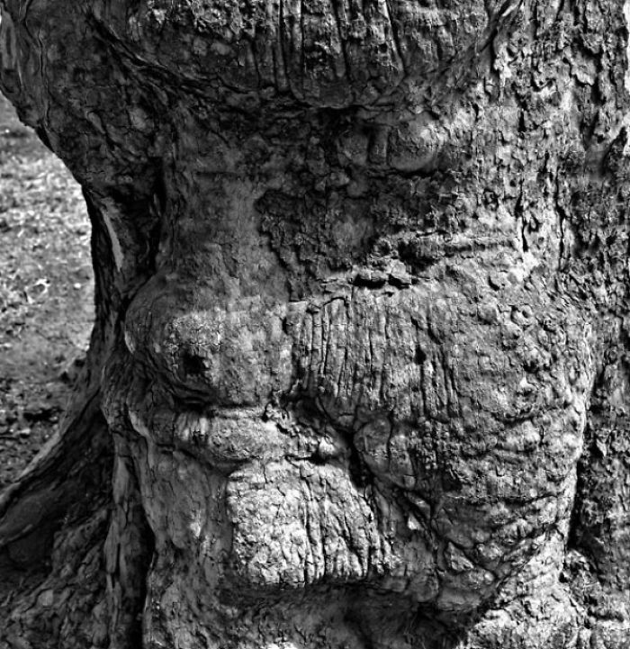 Face In Sycamore Tree