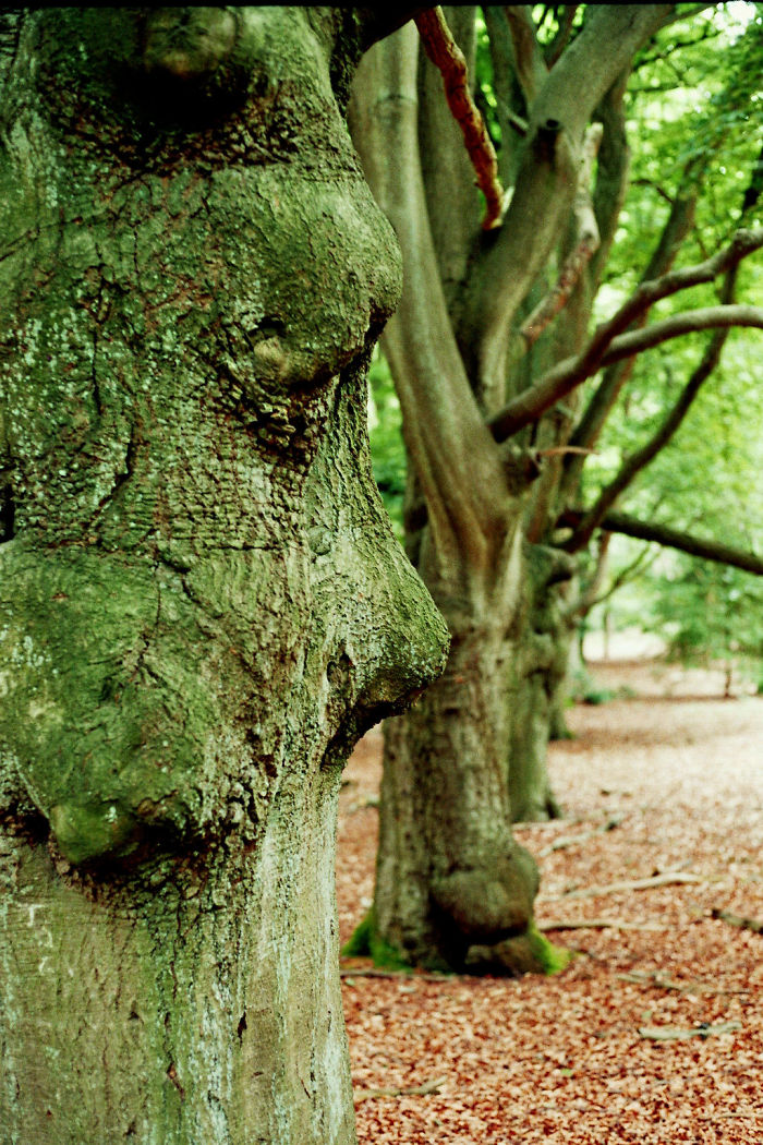 The Faces Of Trees