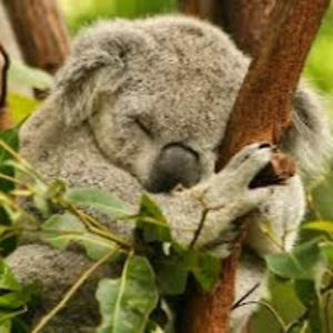 MITS Koala