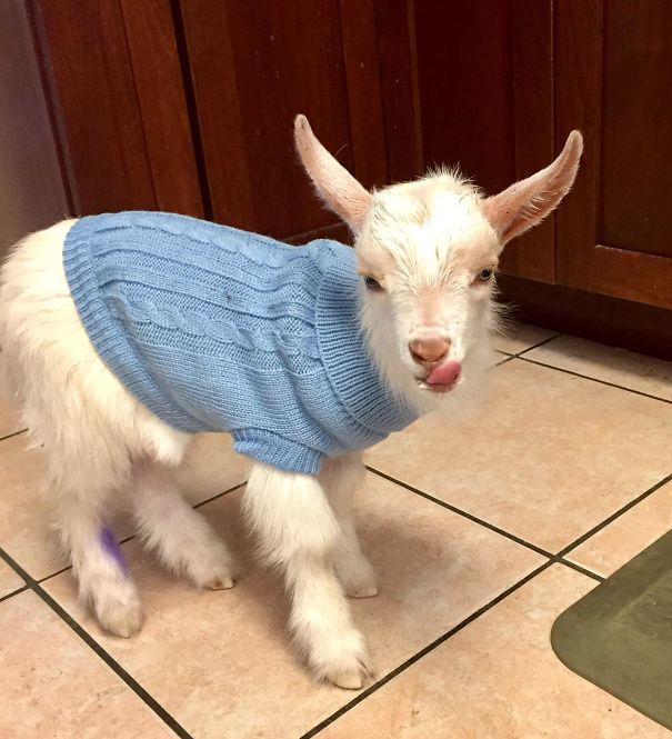 My Mother-In-Law Got A Goat. Meet Cedric