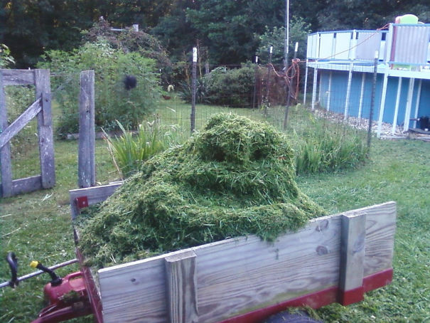 My Uncle Sent This To Me Today. He Calls It Jabba The Grass