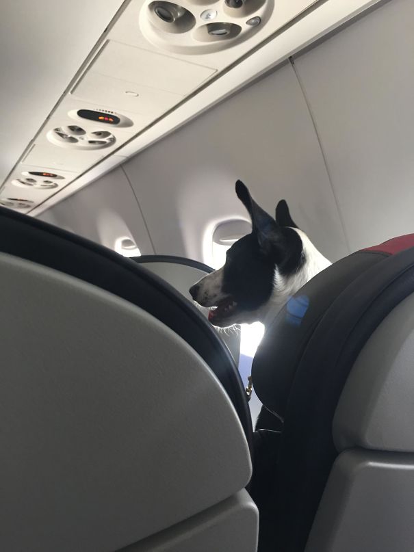 Doggo On Plane Ride