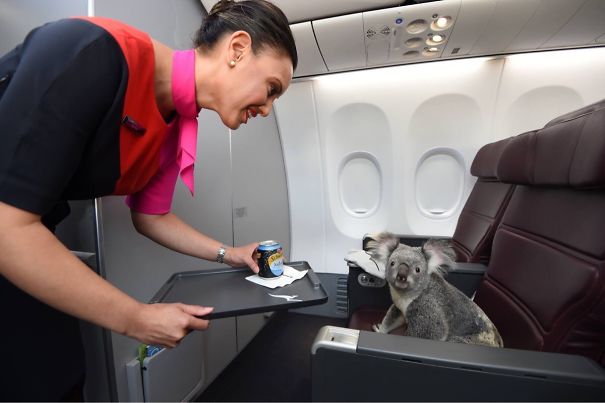 Koala Getting First Class Service In Flight