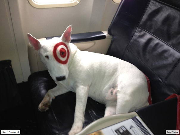 My Dad Was On A Flight With The Dog From The Target Commercials