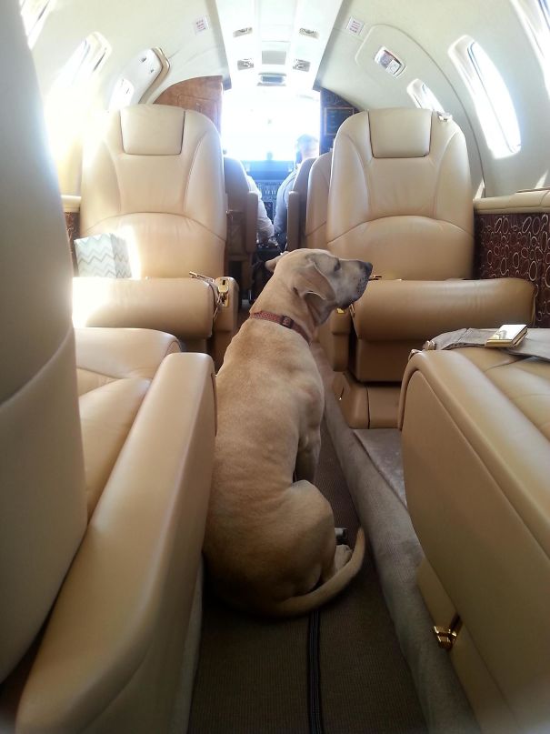 I Hit The Karma Lottery And Was Given A Free Flight On A Private Jet To Get My Dog Out Of State From A Bad Foster Situation