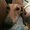 sighthoundsaver avatar