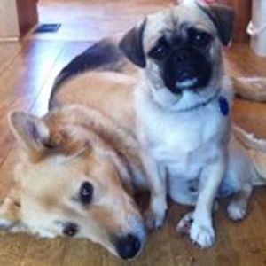 almosthomedog avatar