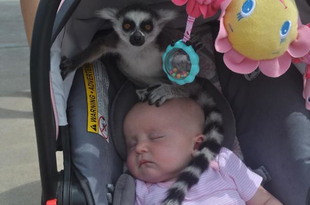 My Friend Had Her Daughters At A Zoo When She Heard, "Ma'am, There's A Lemur On Your Baby."
