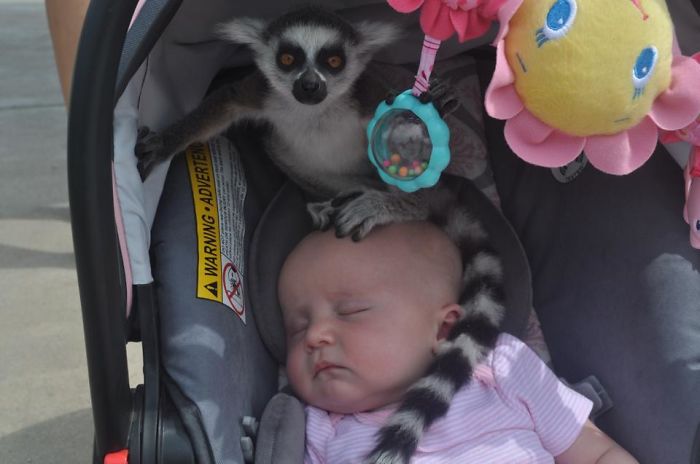 Llevó a su hija al zoo cuando alguien le dijo: "Señora, hay un lémur en su bebé"
