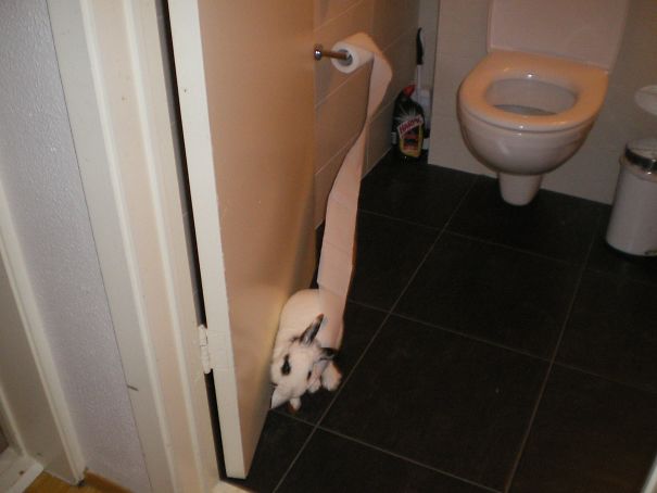 This Little Jerk Loves Stealing Toilet Paper