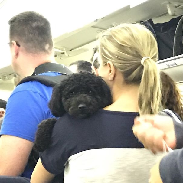 This Smol Doggo I Saw On A Plane