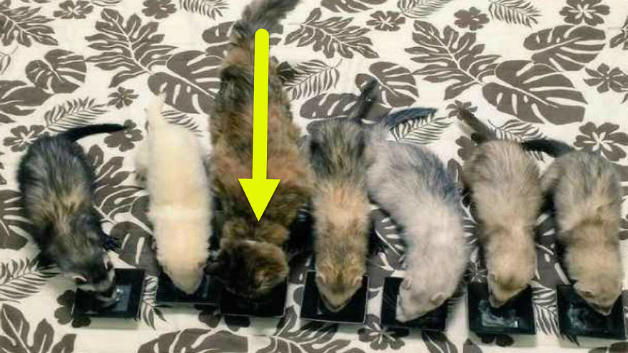 Adorable Little Kitten Called Komari Was Rescued, Now She Thinks She&rsquo;s A Ferret