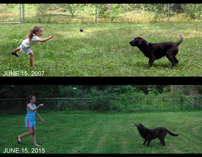 Our Rescue Lab, Moose On His First Day And 8 Years Later!