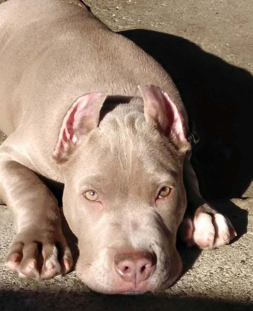 American Bully Puppy