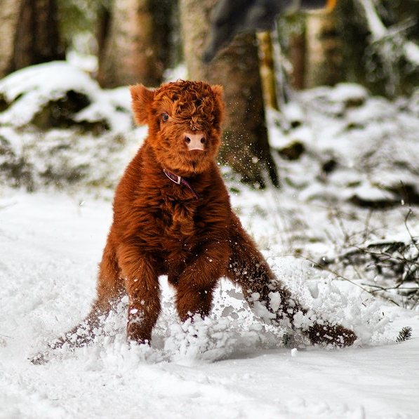 calf with collar sliding on the snow 
