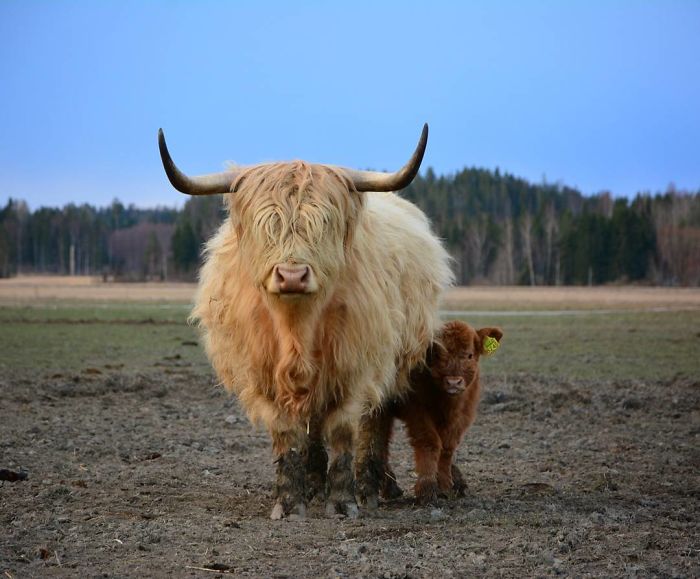 baby calf standing next to a mom calf 