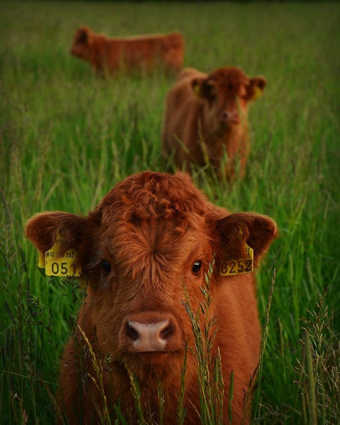 a group of calves hiding in the tall grass 